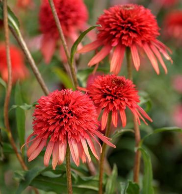 Sonnenhut Eccentric - Echinacea purpurea