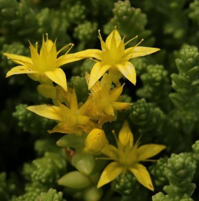 Scharfer Mauerpfeffer - Sedum acre