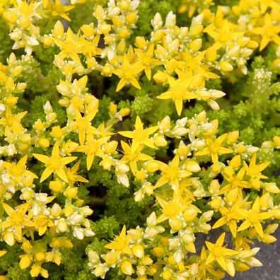 Scharfer Mauerpfeffer Yellow Queen - Sedum acre