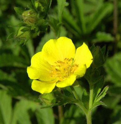 Gold Fingerkraut - Potentilla aurea