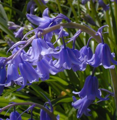 Glockenblaustern Blue Queen - Hyacinthoides hispanica