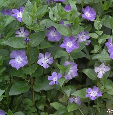 Immergrün - Vinca major