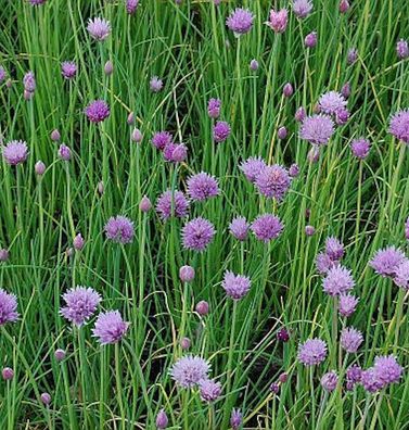 Schnittlauch - Allium schoenoprasum