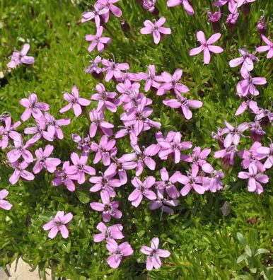 Stengelloses Leimkraut - Silene acaulis