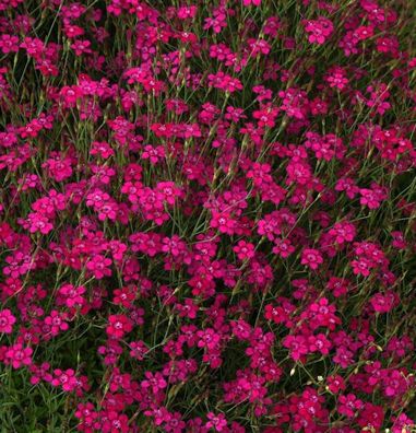 Heidennelke Brilliant - Dianthus deltoides