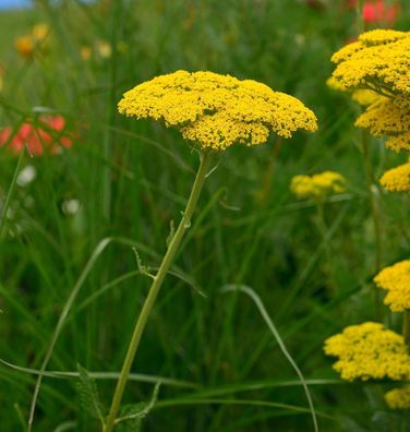 Schafgarbe Cloth of Gold - Achillea filipendulina