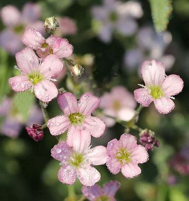 Teppich Schleierkraut Filou Rose - Gypsophila repens