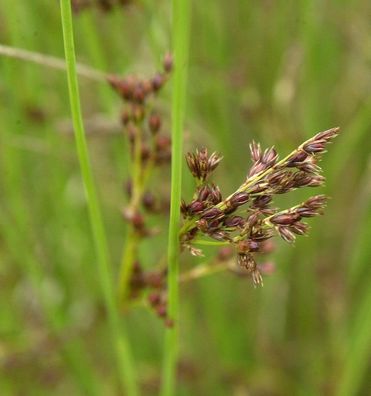 Blaugrüne Binse - Juncus inflexus