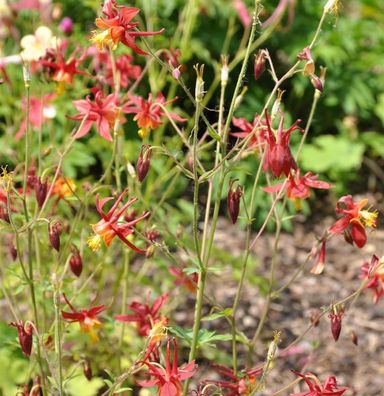 Akelei Red Hobbit - Aquilegia caerulea