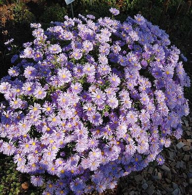 Kissenaster Lady in Blue - Aster dumosus