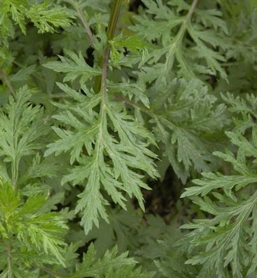 Beifuß - Artemisia vulgaris