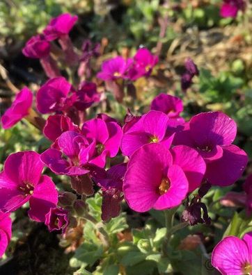 Blaukissen Bressingham Red - Aubrieta