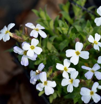 Blaukissen Alba - Aubrieta cultorum