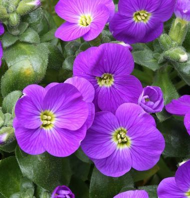 Blaukissen Bougainvillea - Aubrieta cultorum