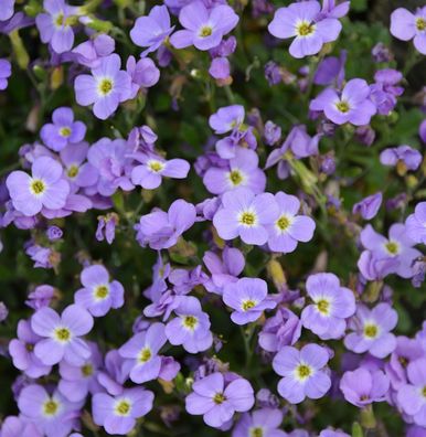 Blaukissen Hürth - Aubrieta cultorum