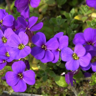 Blaukissen Dr Mules - Aubrieta cultorum