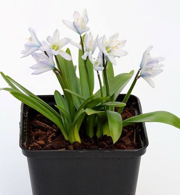 Persischer Blaustern - Scilla mischtschenkoana