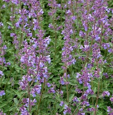 Katzenminze Six Hills Giant - Nepeta faassenii