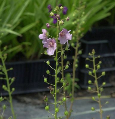 Phönizische Königskerze - Verbascum phoeniceum