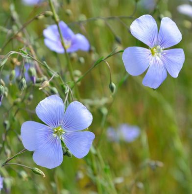 Lein blau - Linum perenne