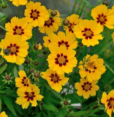 Mädchenauge Baby Gold - Coreopsis lanceolata