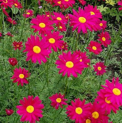 Bunte Magerite Robinons rot - Tanacetum coccineum