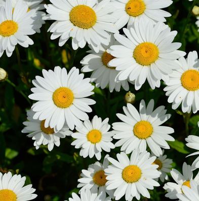 Gartenmargerite Starburst - Leucanthemum superbum