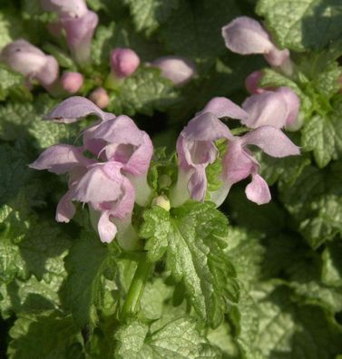 Waldnessel Shell Pink - Lamium maculatum