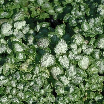 Waldnessel Red Nancy - Lamium maculatum