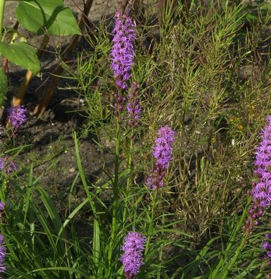 Prachtscharte - Liatris spicata