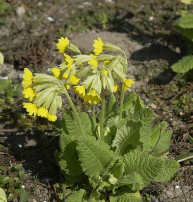 Himmelschlüssel - Primula elatior