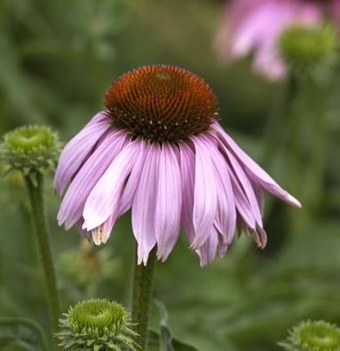 Roter Sonnenhut - Echinacea purpurea