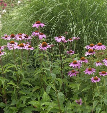 Sonnenhut Magnus - Echinacea purpurea