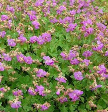 Storchenschnabel Karmina - Geranium cantabrigiense