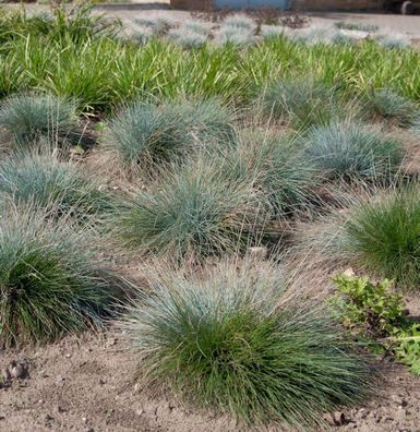 Blauschwingel Festina - Festuca cinerea