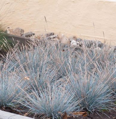 Blauschwingel Uchte - Festuca cinerea