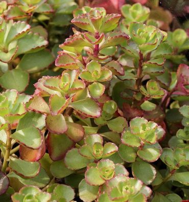 Kaukasus Asienfetthenne Voodoo - Sedum spurium