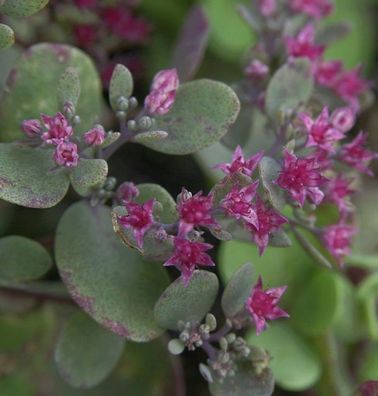 Pflaumen Fetthenne Lidakense - Sedum cauticola