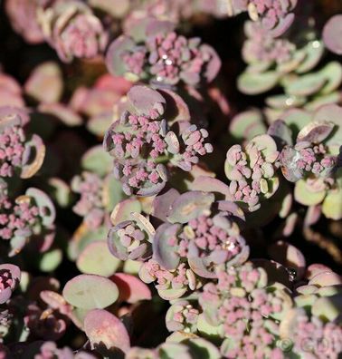 Pflaumen Fetthenne Robustum - Sedum cauticola