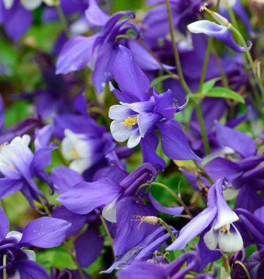 Zwergakelei Spring Magic dunkel Blau-Weiß - Aquilegia flabellata