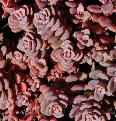 Fetthenne Rosenteppich - Sedum cyaneum