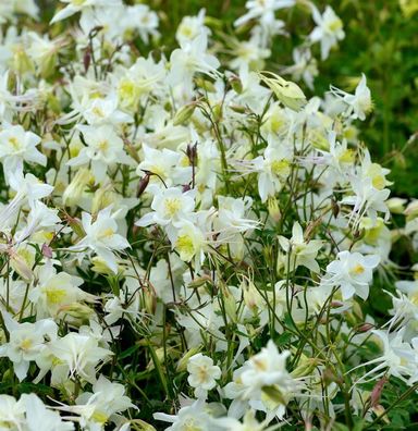 Akelei Clementine White - Aquilegia vulgaris
