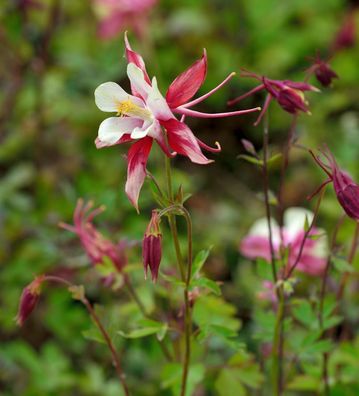Zwergakelei Spring Magic Rose and Ivory - Aquilegia flabellata