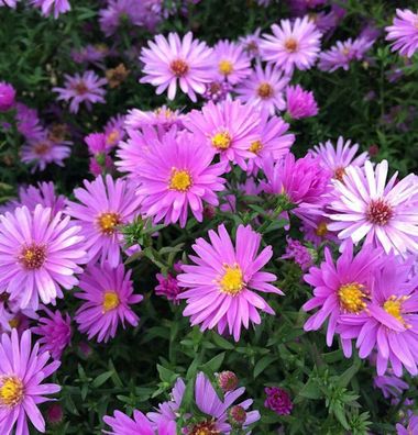 Kissenaster Nesthäckchen - Aster dumosus