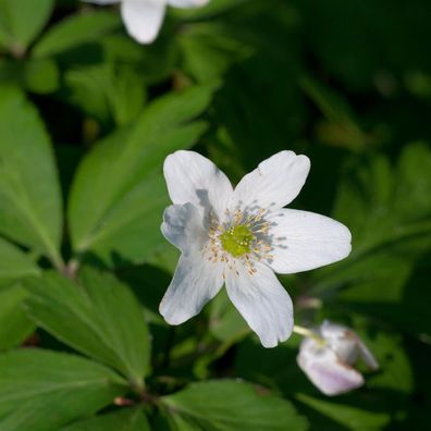 Buschwindröschen Nemorosa - Anemone nemorosa