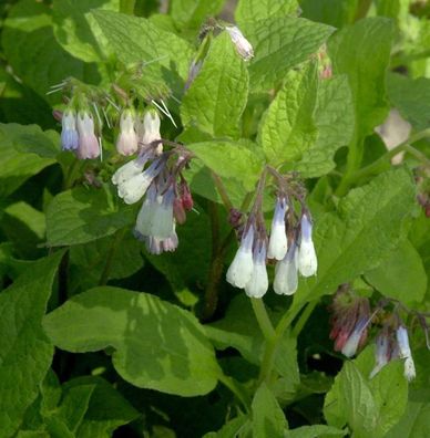 Kaukasus Beinwell Hidcote Blue - Symphytum grandiflorum