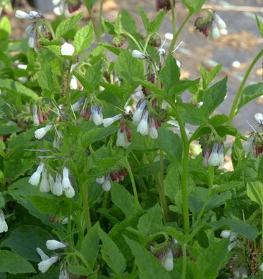 Kaukasus Beinwell Wisley Blue - Symphytum grandiflorum