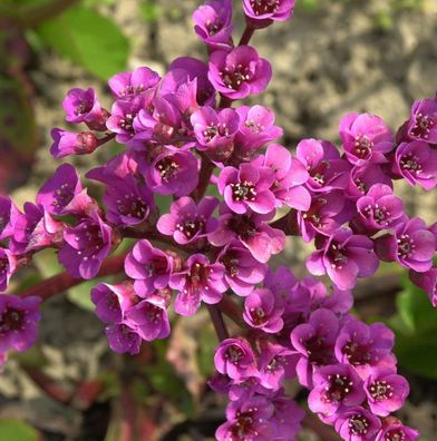 Bergenie Winterglut - Bergenia cordifolia