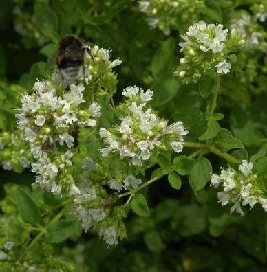 Wilder Majoran Hirtum - Origanum vulgare