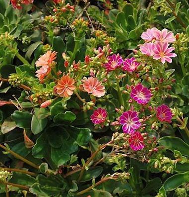 Bitterwurz Regenbogen - Lewisia cotyledon